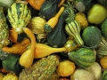 Assorted Gourds