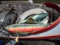 Rainbow Trout