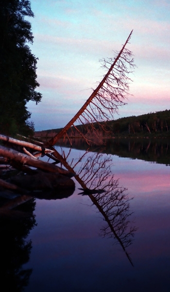 Leaning Tree, Hatchet Lake - Isle Royale National Park, Michigan