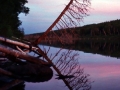 Leaning Tree, Hatchet Lake - Isle Royale National Park, Michigan