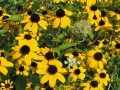 IMG_7010_600x800