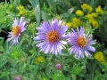 IMG_7011_600x800