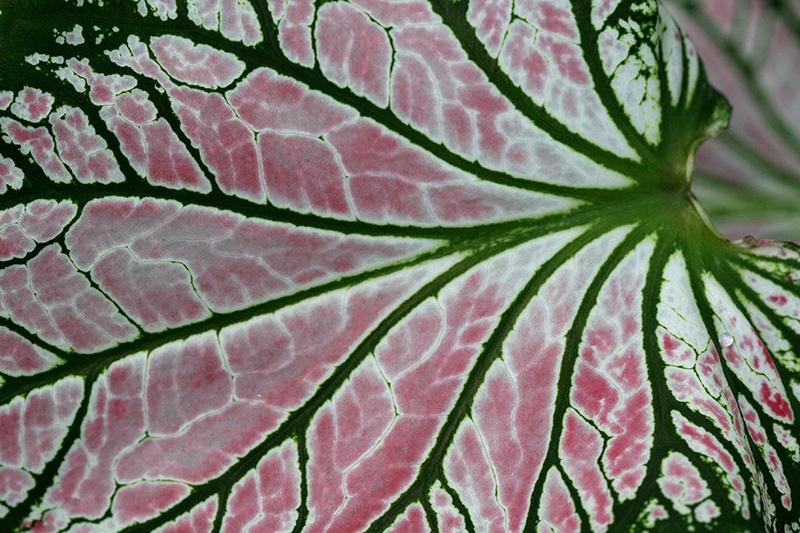 Mitchell Park Conservatory - Tropical Dome