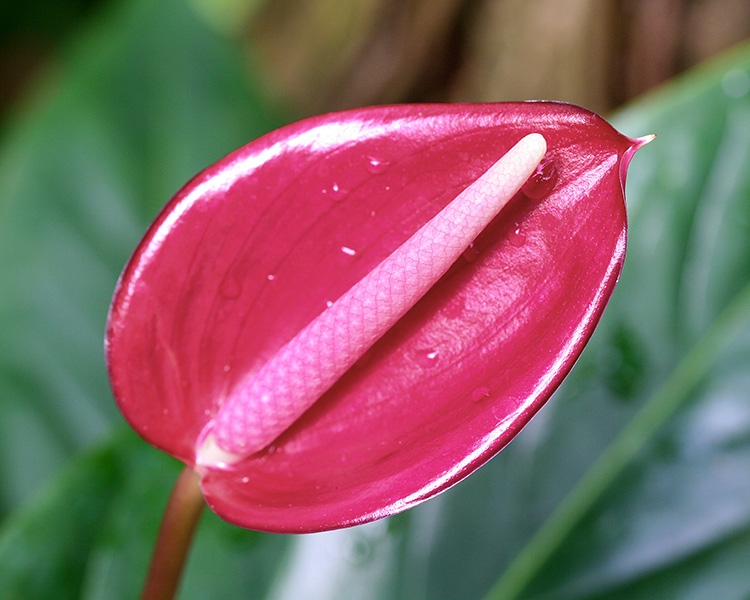 Mitchell Park Conservatory - Tropical Dome
