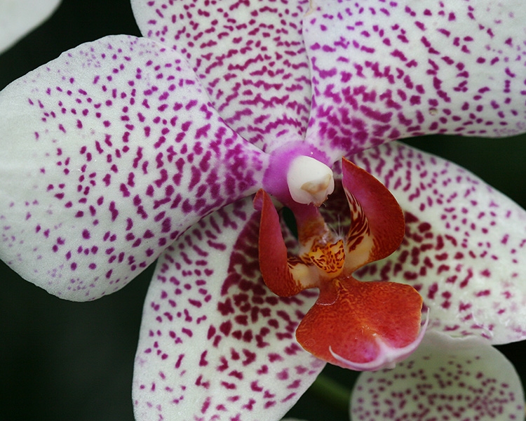 Mitchell Park Conservatory - Tropical Dome