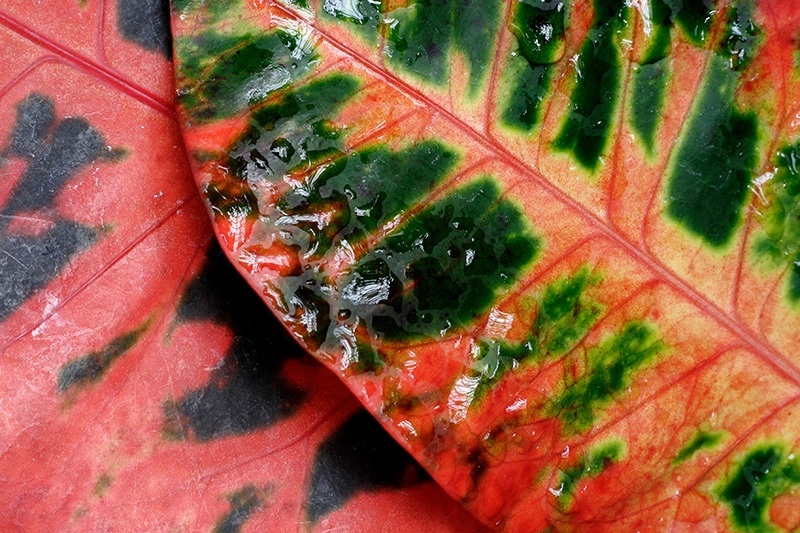 Mitchell Park Conservatory - Tropical Dome