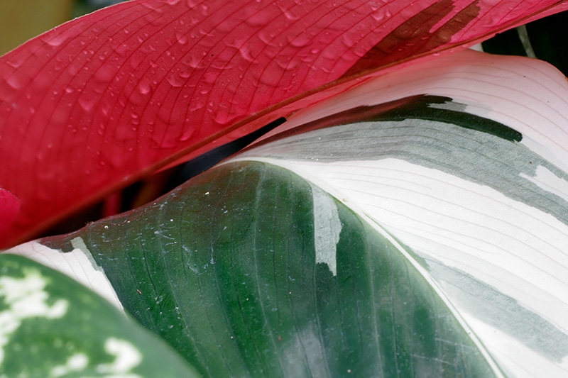 Mitchell Park Conservatory - Tropical Dome