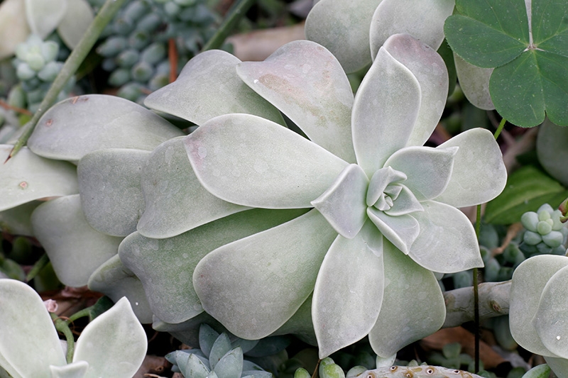 Mitchell Park Conservatory - Arid Dome