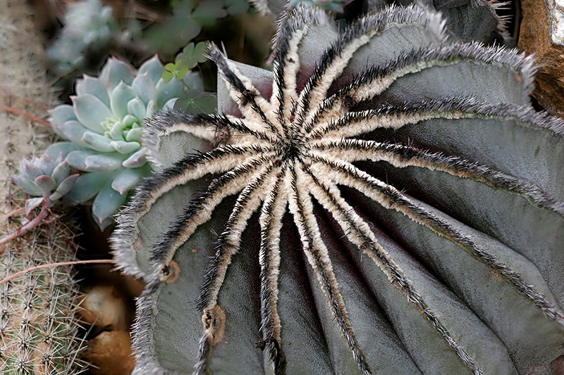 Mitchell Park Conservatory - Arid Dome