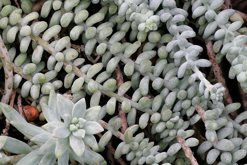 Mitchell Park Conservatory - Arid Dome