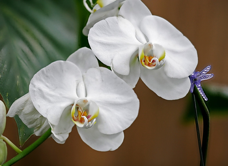 Mitchell Park Conservatory - Tropical Dome
