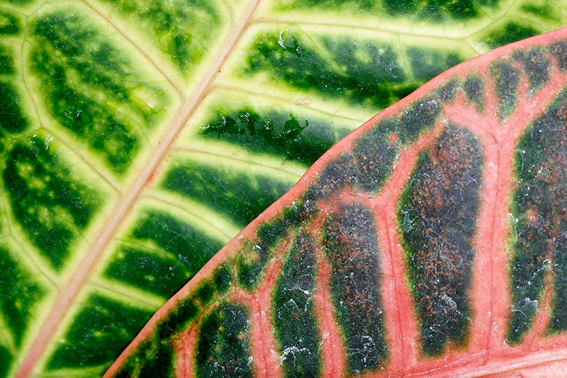 Mitchell Park Conservatory - Tropical Dome