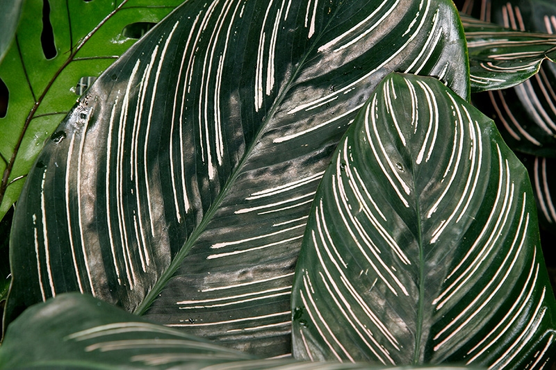 Mitchell Park Conservatory - Tropical Dome