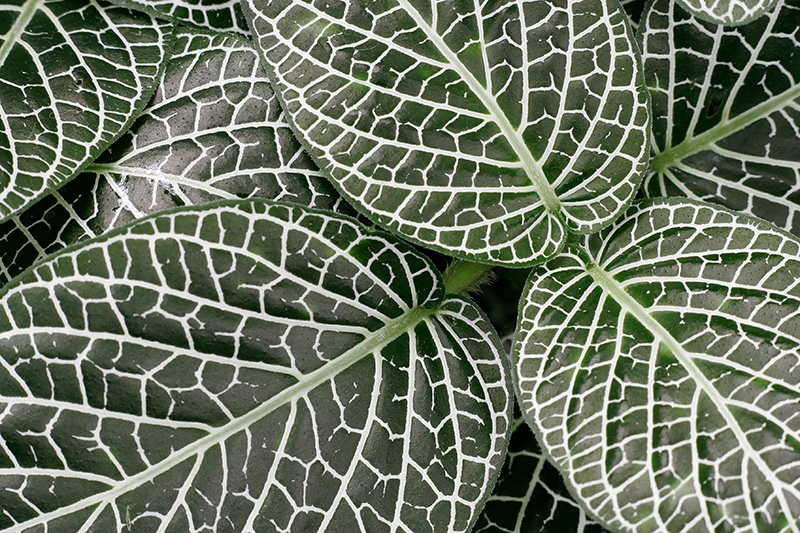 Mitchell Park Conservatory - Tropical Dome