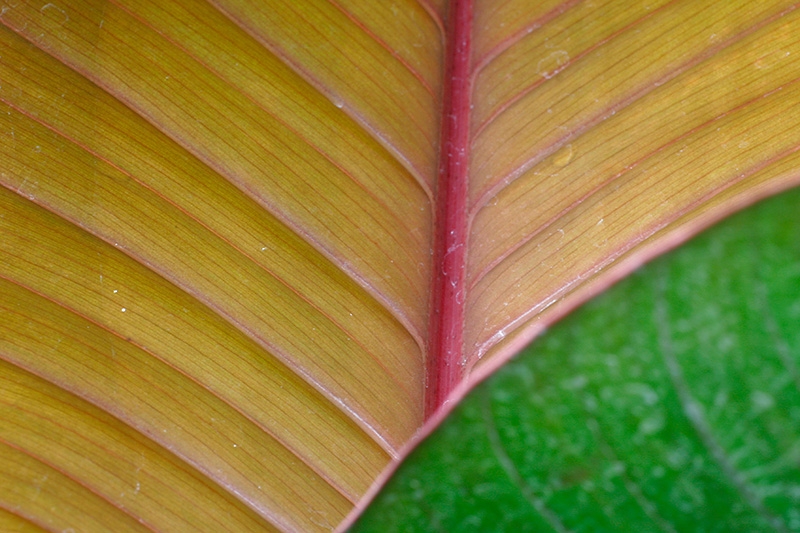 Mitchell Park Conservatory - Tropical Dome