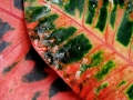 Mitchell Park Conservatory - Tropical Dome