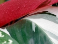 Mitchell Park Conservatory - Tropical Dome