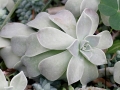 Mitchell Park Conservatory - Arid Dome