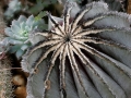 Mitchell Park Conservatory - Arid Dome