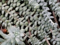 Mitchell Park Conservatory - Arid Dome