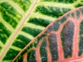 Mitchell Park Conservatory - Tropical Dome