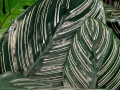 Mitchell Park Conservatory - Tropical Dome