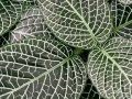 Mitchell Park Conservatory - Tropical Dome