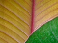 Mitchell Park Conservatory - Tropical Dome