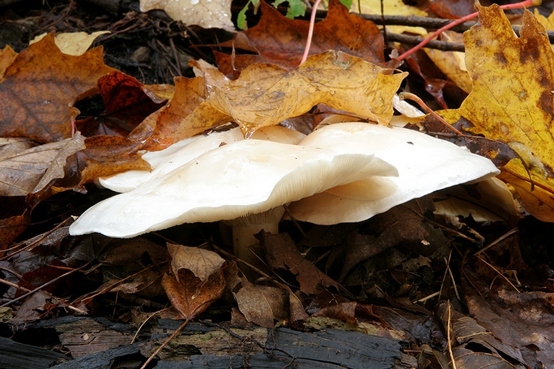 Grace on the Forest Floor