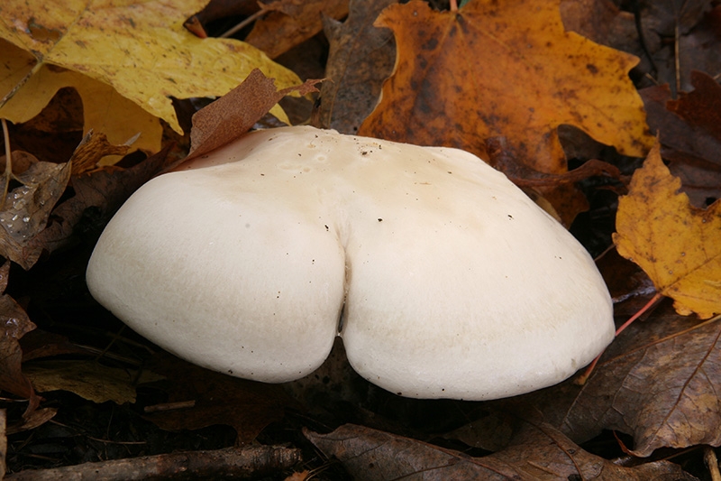 Da Butt