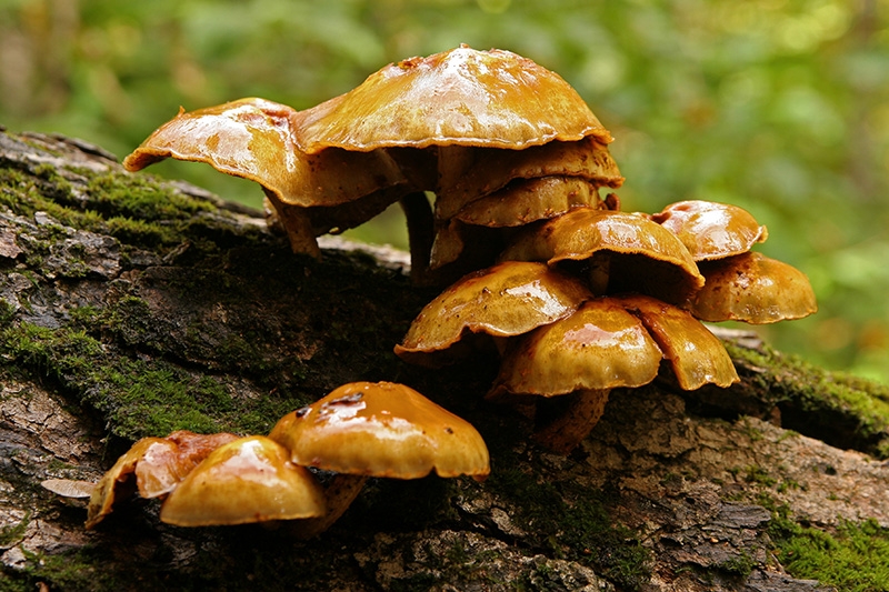 Mushroom Colony