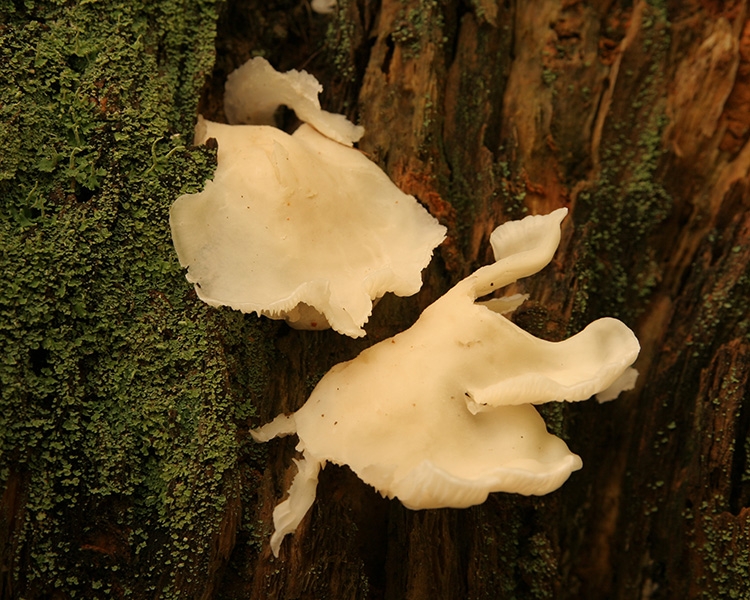 Fungus Among Us
