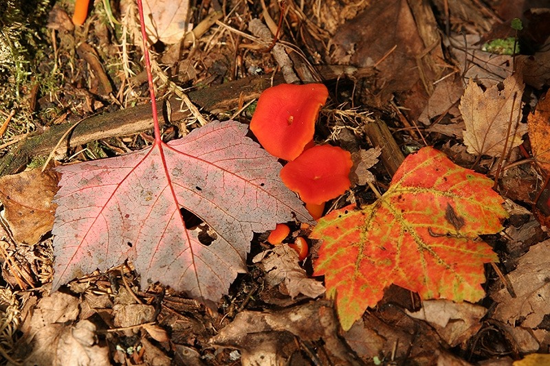 New Life from Decay