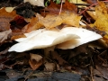 Grace on the Forest Floor