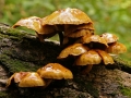 Mushroom Colony