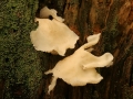 Fungus Among Us