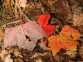 New Life from Decay