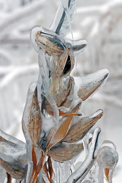 Milkweed Pods - Port Washington Lakefront, Wisconsin