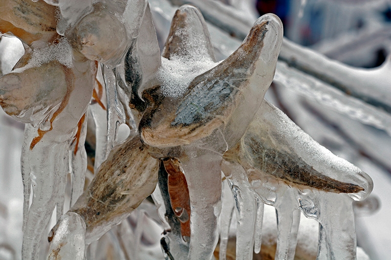 Milkweed Pods - Port Washington Lakefront, Wisconsin