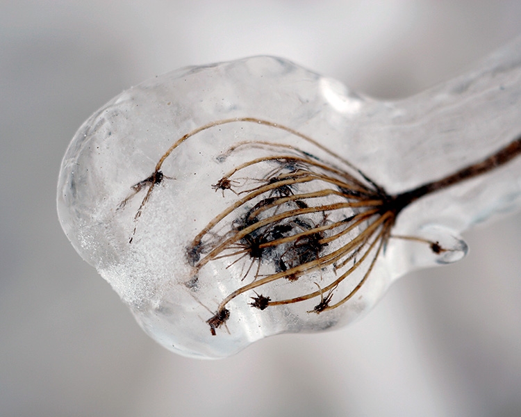 Frozen Queen Anne's Lace Stem - Port Washington Lakefront, Wisconsin