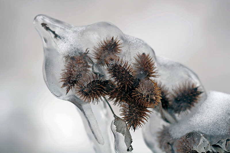 Frozen Cockleburrs - Port Washington Lakefront, Wisconsin
