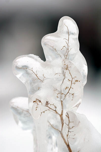 Frozen Weed - Port Washington Lakefront, Wisconsin