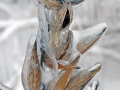 Milkweed Pods - Port Washington Lakefront, Wisconsin