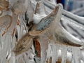 Milkweed Pods - Port Washington Lakefront, Wisconsin