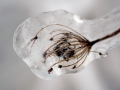 Frozen Queen Anne's Lace Stem - Port Washington Lakefront, Wisconsin