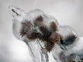 Frozen Cockleburrs - Port Washington Lakefront, Wisconsin