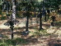 Pine Grove Cemetery