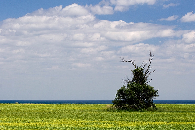 Field south of Port Washington overlooking Lake Michigan