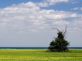 Field south of Port Washington overlooking Lake Michigan