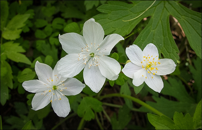 Spring Beauty 2017